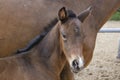 Close-up of a little brown foal,horse standing next to the mother, during the day with a countryside landscape Royalty Free Stock Photo