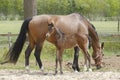 Close-up of a little brown foal,horse standing next to the mother, during the day with a countryside landscape Royalty Free Stock Photo