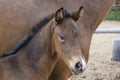 Close-up of a little brown foal,horse standing next to the mother, during the day with a countryside landscape Royalty Free Stock Photo