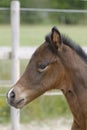 Close-up of a little brown foal,horse standing next to the mother, during the day with a countryside landscape Royalty Free Stock Photo