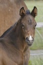 Close-up of a little brown foal,horse standing next to the mother, during the day with a countryside landscape Royalty Free Stock Photo