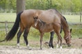 Close-up of a little brown foal,horse standing next to the mother, during the day with a countryside landscape Royalty Free Stock Photo