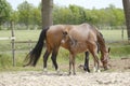 Close-up of a little brown foal,horse standing next to the mother, during the day with a countryside landscape Royalty Free Stock Photo