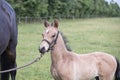 Close-up of a little brown foal,horse standing next to the mother, during the day with a countryside landscape Royalty Free Stock Photo