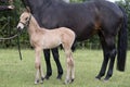 Close-up of a little brown foal,horse standing next to the mother, during the day with a countryside landscape Royalty Free Stock Photo