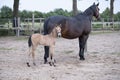 Close-up of a little brown foal,horse standing next to the mother, during the day with a countryside landscape Royalty Free Stock Photo