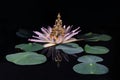 Close-up of a little Buddha statue sitting on a pink lotus flower in the pond Royalty Free Stock Photo