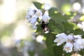 Close-up of a little Bumblebee on a beautiful white Flower. View