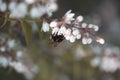 Close-up of a little Bumblebee on a beautiful white Flower. View on a lovely Bumblebee on a amazing white Flower in Spring