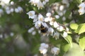 Close-up of a little Bumblebee on a beautiful white Flower. View