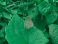 Close-up little butterfly sit on green leaf