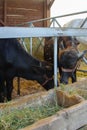 Close up of little calves eating hay