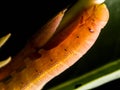Close up a little of caterpillar. Caterpillar eating leaves. Royalty Free Stock Photo