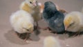 Close up of little chicks of different colour fussing and pecking