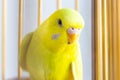 Close up budgie in the cage