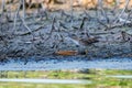 Close up of a little crake or Zapornia parva runnning in reed Royalty Free Stock Photo