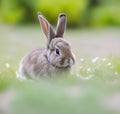 close-up of little cute brown and gray rabbit standing in the grass. Royalty Free Stock Photo