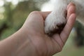 CLOSE UP OF LITTLE DOG GIVING THE PAW TO ITS OWNER. DEFOCUSED B