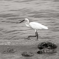 Close-up of a Little Egret, Egretta garzetta, in monochrome Royalty Free Stock Photo