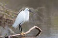 Little egret perched on a tree branch Royalty Free Stock Photo