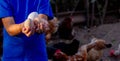 Close-up of little farmer boy showing fresh eggs laid by organically raised chickens in barn on farm Royalty Free Stock Photo