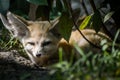 Close up of a little Fennec fox resting in the grass in a ray of light.