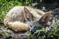 Close up of a little Fennec fox resting in the grass in a ray of light.