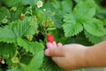 Close-up of a little girl hand-picking a wild strawberry (Fragaria vesca) on the summer day in the domestic garden) Royalty Free Stock Photo