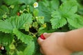 Close-up of a little girl hand-picking a wild strawberry (Fragaria vesca) on the summer day in the domestic garden) Royalty Free Stock Photo