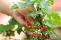 Close-up of a little girl hand-picking a redcurrant (Ribes rubrum) on the summer day in the domestic garden