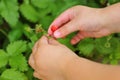 Close-up of a little girl hand-picking a wild strawberry (Fragaria vesca) on the summer day in the domestic garden Royalty Free Stock Photo