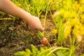 Close Up Of Little Girl Pull Carrot In Garden In Sunny Day Close Up