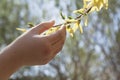 Close up of little girls hand touching a yellow blossom on a tree, outdoors in the park in springtime