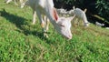 Close-up. little goat eats grass. herd of young white goatlings grazing on a green lawn in the middle of the mountains