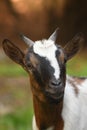 close-up of a little goat in the woods Royalty Free Stock Photo
