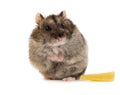 Little gray hamster with peace of cheese Royalty Free Stock Photo