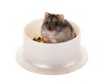 Little gray hamster sitting in his bowl with food Royalty Free Stock Photo