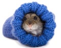 Little gray hamster sitting in knitted sock Royalty Free Stock Photo