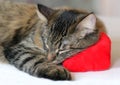 Gray Tabby Kitten Sleeping on a Soft Valentine Hearth