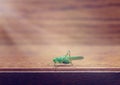Green grasshopper on wooden surface