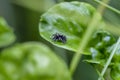 Close up Little Jumping Spider Salticidae from Thailand, it clings on a leaf on a blurry green background. Selective focus. Royalty Free Stock Photo