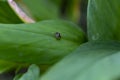 Close up Little Jumping Spider Salticidae from Thailand, it clings on a leaf on a blurry green background. Selective focus. Royalty Free Stock Photo