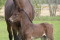 Close-up of a little just born brown horse standing next to the mother, during the day with a countryside landscape Royalty Free Stock Photo