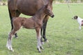 Close-up of a little just born brown horse standing next to the mother, during the day with a countryside landscape Royalty Free Stock Photo