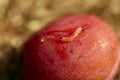 A maggot in a plum