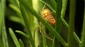 Close-up little orange spider on leaf Royalty Free Stock Photo