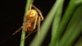 Close-up little orange spider on leaf Royalty Free Stock Photo