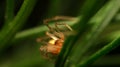 Close-up little orange spider on leaf Royalty Free Stock Photo