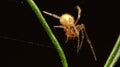 Close-up little orange spider on leaf Royalty Free Stock Photo