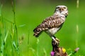 Close-up of a little owl perched on a tree stump in a green field Royalty Free Stock Photo